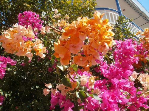 Seaview - Selfcatering Apartment - Helen No 2