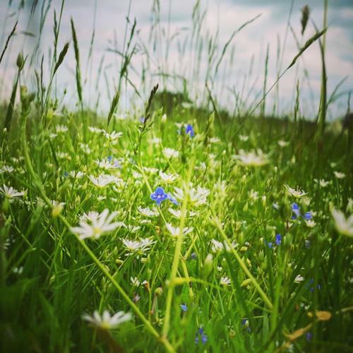 Bluebell Bell Tent In The Broads National Park