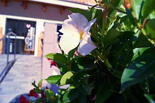 Apartamento Iglsbergerhof