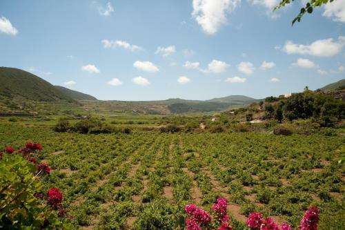 Villa Dammusi A Pantelleria - Vento Di Scirocco