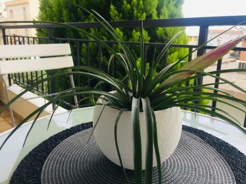 Apartamento Alektor