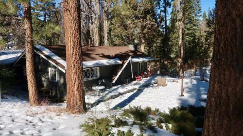 Peaceful Pines Panorama