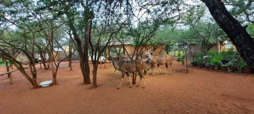 Apartamento 462 Bosbok Chalets