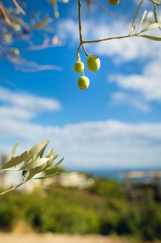 Apartman Olive