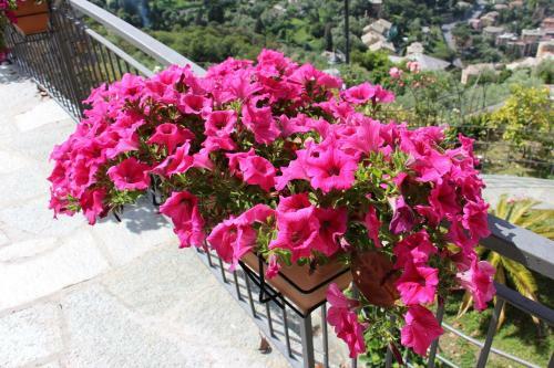 Hostal B&B Villa Orchidea