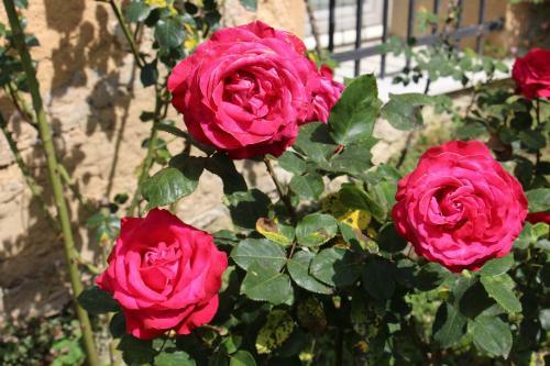 Hostal B&B Villa Orchidea