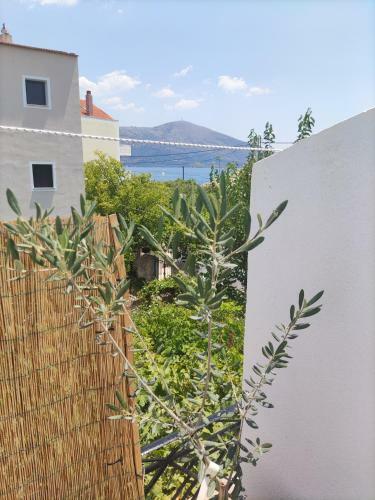 Olive Traditional Mansion