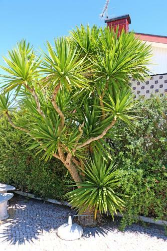 Yucca House