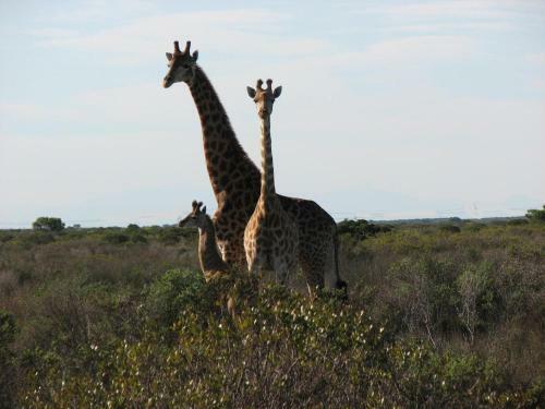 Thali Thali Game Lodge