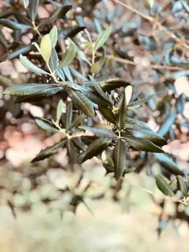 Apartmani Dar Djurovic
