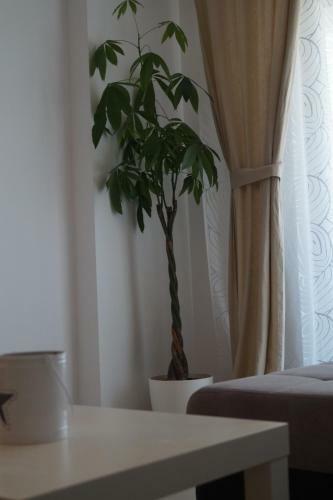 Floriday Apartament Mamaia