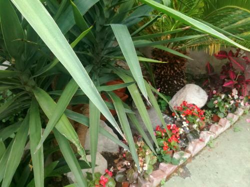 Bed & Breakfast Villa Cozzolino