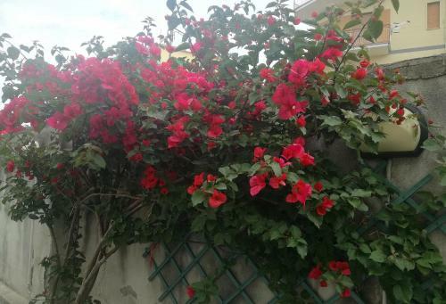 Bed & Breakfast Villa Cozzolino