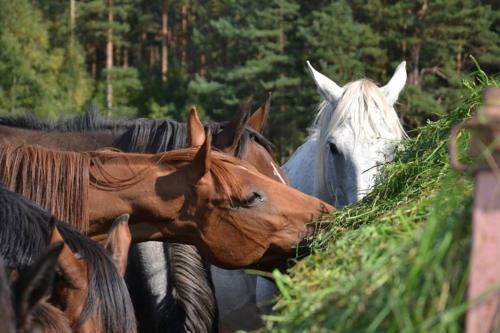 Agroturystyka Drw?ck - Olsztynek