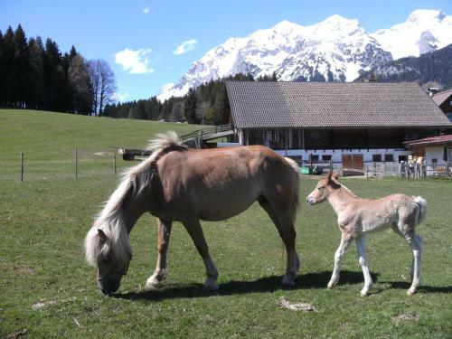 Agroturismo Haslehnerhof