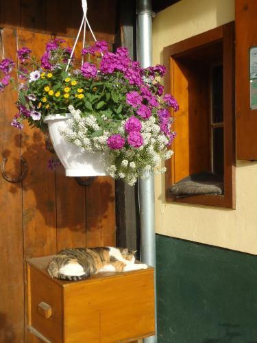 Hostal Bio-bauernhof Greimelbacherhof