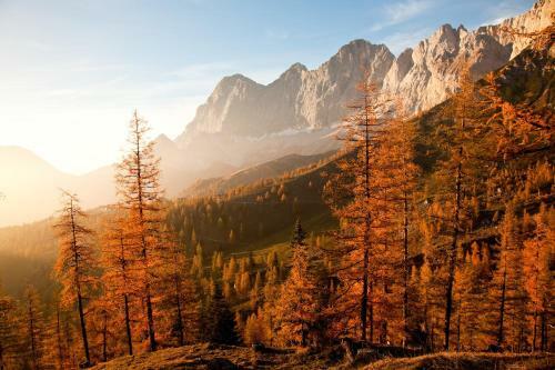 Chalet Kuschelh�tte