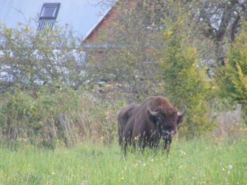 Olsik
