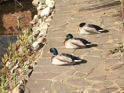 T�nd�rkert Apartman