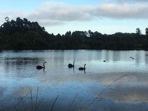 Calm Swan Villa