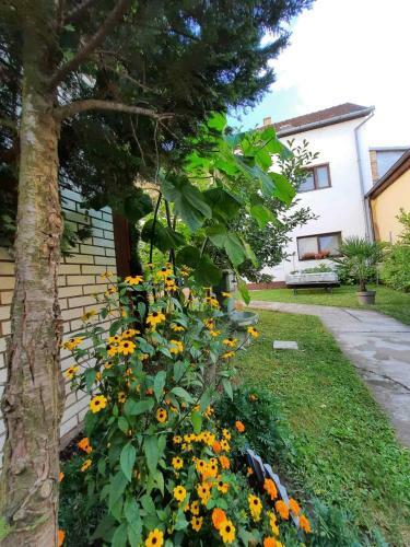 Apartmani Sunflower