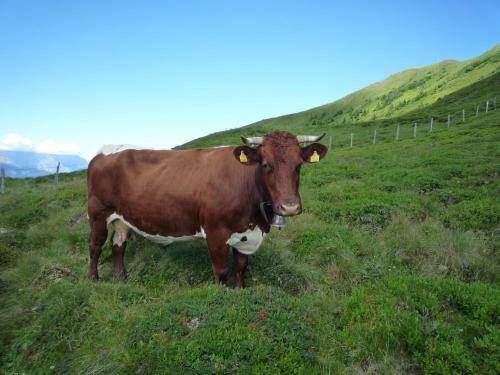 Apartamento Appartement Bergkristall