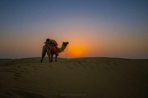 Marvin Desert Camp