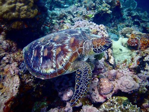 Albergue Alegria Dive Resort