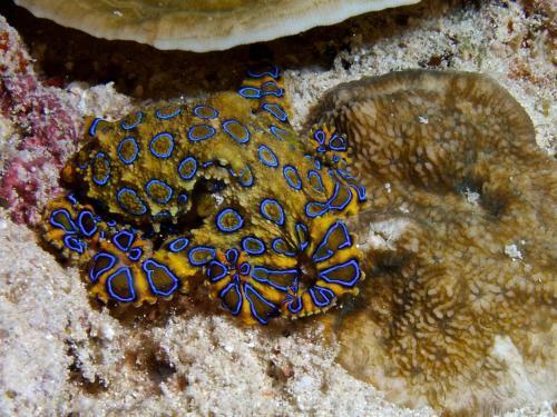 Albergue Alegria Dive Resort