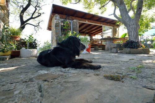 Apartments Baredi