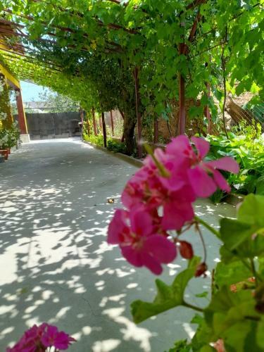 Hostal Pensiunea Lyo
