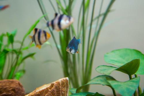 B&B Aquarium
