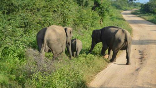 Hotel Athgira River Camping - Udawalawe
