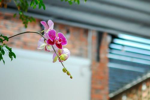 Albergue Chi Homestay #4