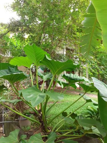 Apartamento Yonara Green Rest