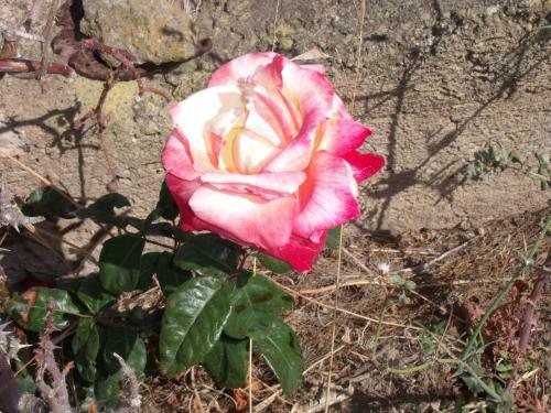 Dammuso Del Roseo