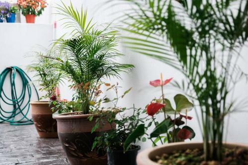 Comfy Sofy 21- Backyard Garden- Night Market Area