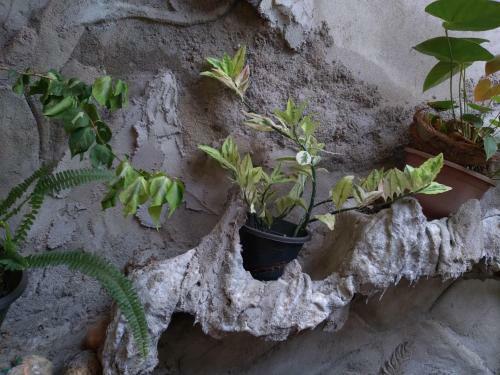Apartamento Parice Mount View