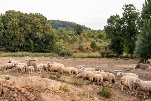 Agroturismo Sala? 318 - B&B Farm Experience