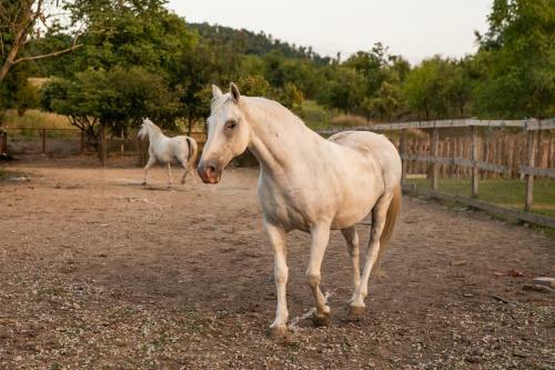 Agroturismo Sala? 318 - B&B Farm Experience