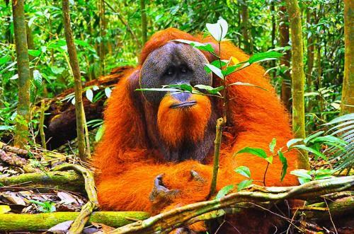 Bukit Lawang-guesthouse