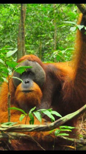 Bukit Lawang-guesthouse
