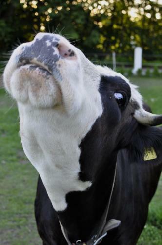 Domek Na Farmie
