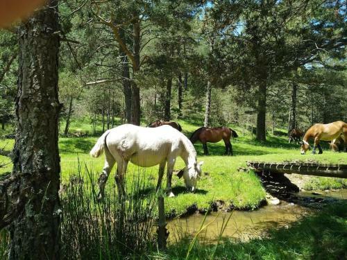 Apartamento Paisatge Pirinenc