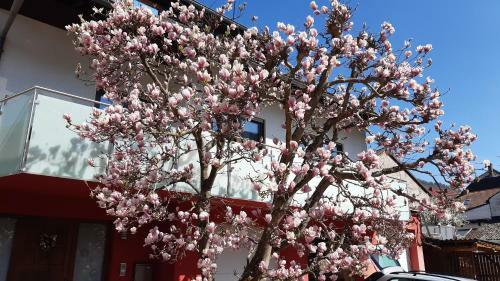 Apartamento Magnolia