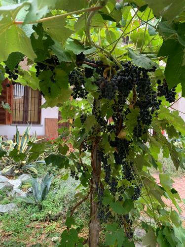 Bed & Breakfast Bouganville