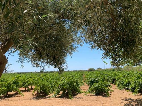 Casa Tra I Vigneti, 2 Km Dal Mare