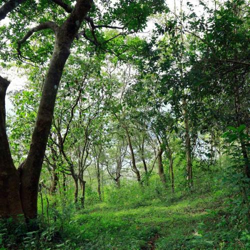 Villa Olivia Homestay Idukki