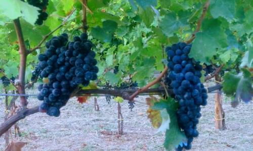 Bed & Breakfast Contrada Vigna