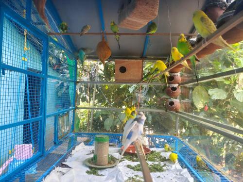 Agroturismo Coorg Rain Drop Farm Stay